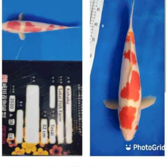 Kohaku jumbo male import