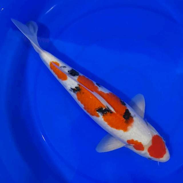 MARUTEN SANKE 38CM...👍🏻