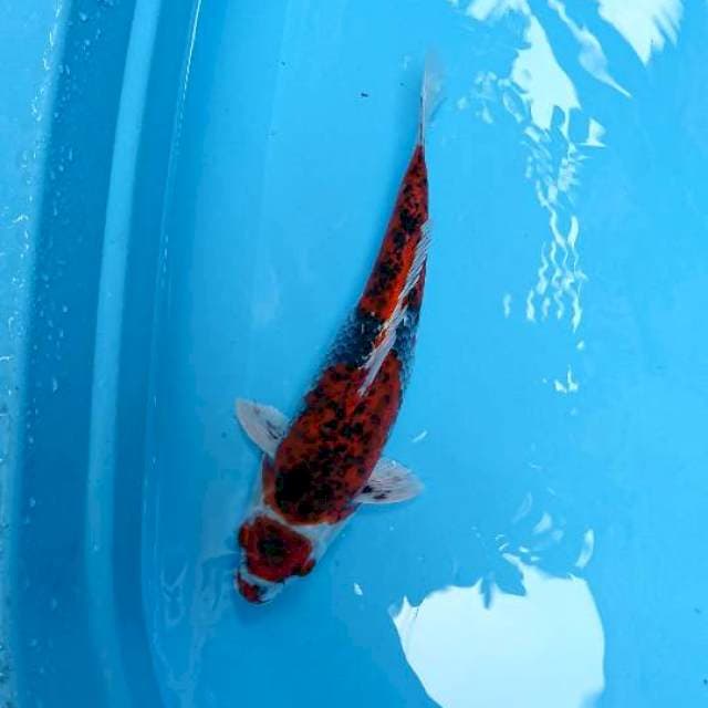 Kurofune°Kawari Goshiki 36cm