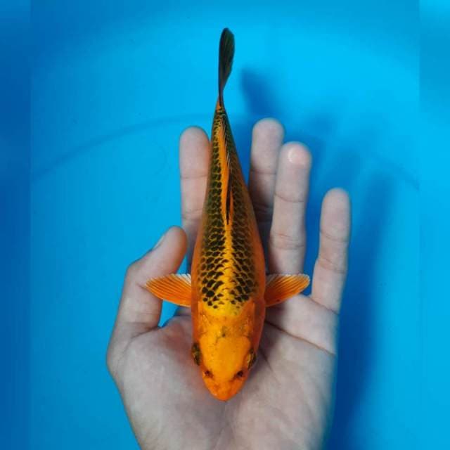 BABY MATSUBA MALE