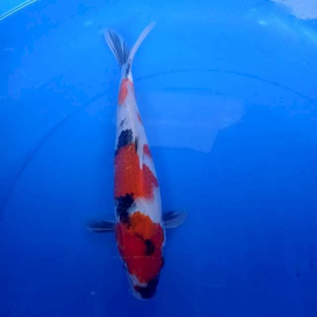 Showa#3