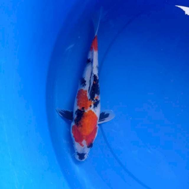 Showa#6