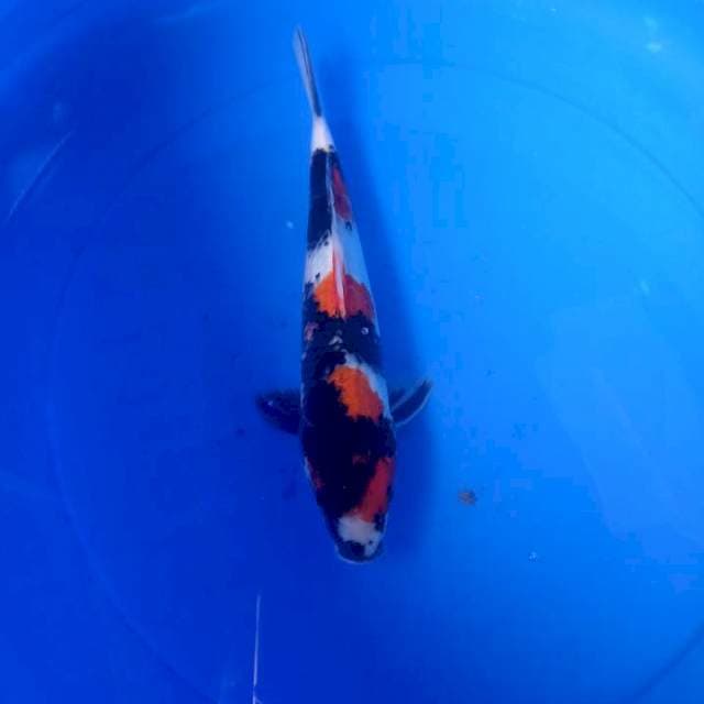Showa#7