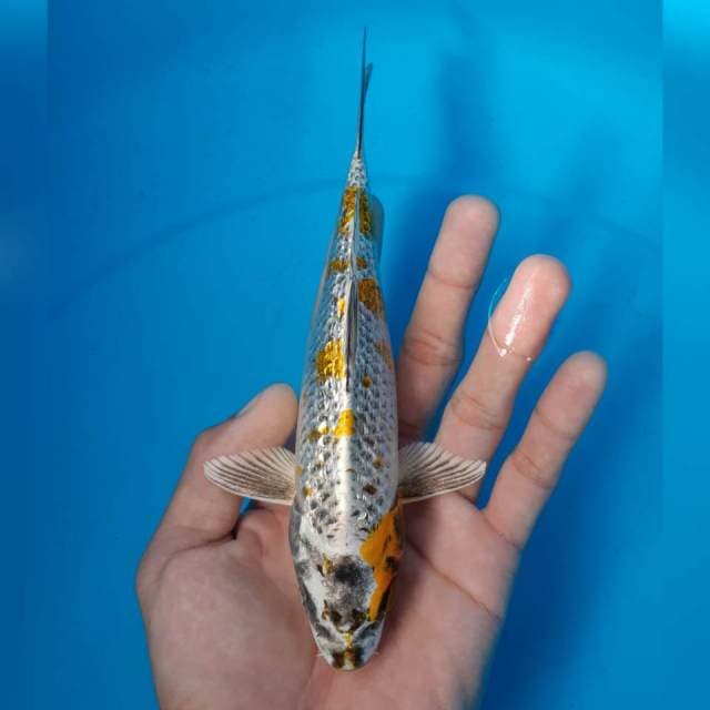 KOGANE TOTOL GINRIN