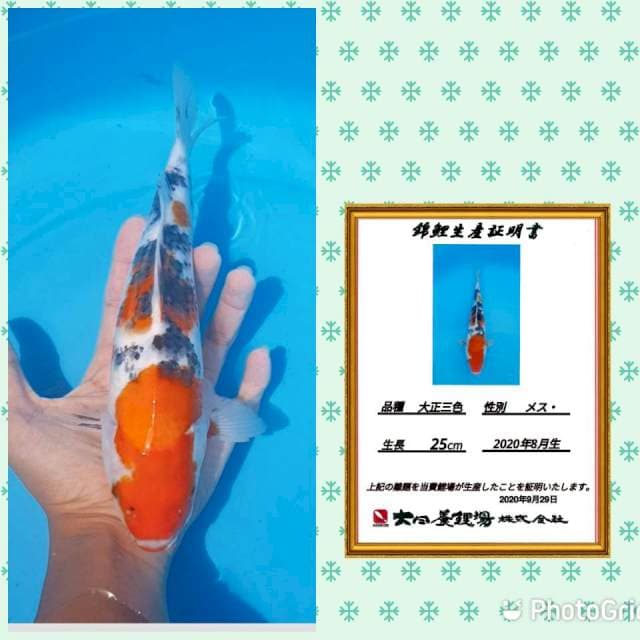 Dainichi sanke bulky tosai 30bu import serty