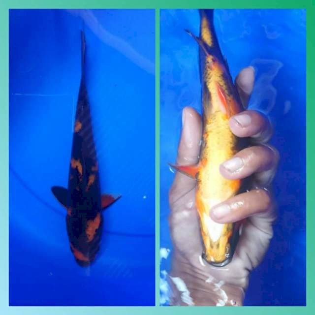 hi utsuri 23 cm