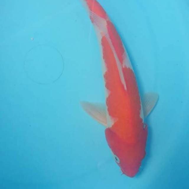 kohaku 27 cm