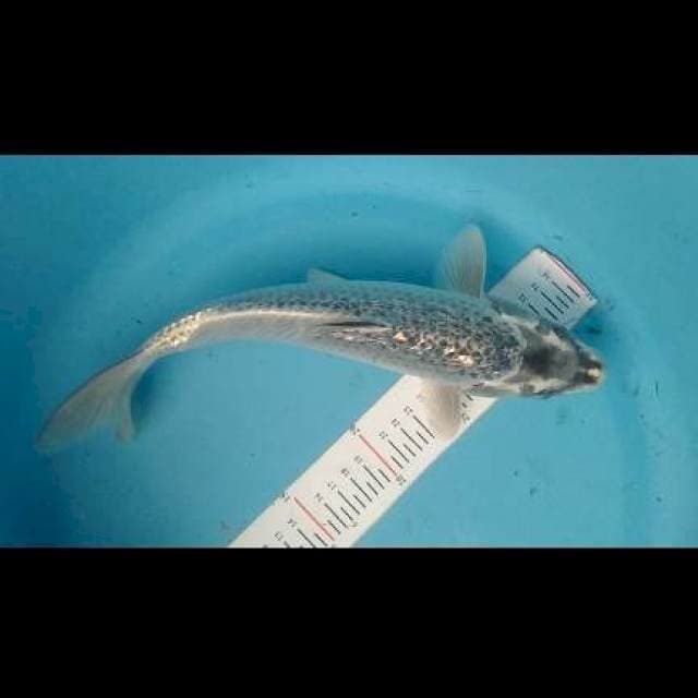 Soragoi gindrin size 32cm