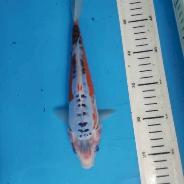 Shusui, 25cm