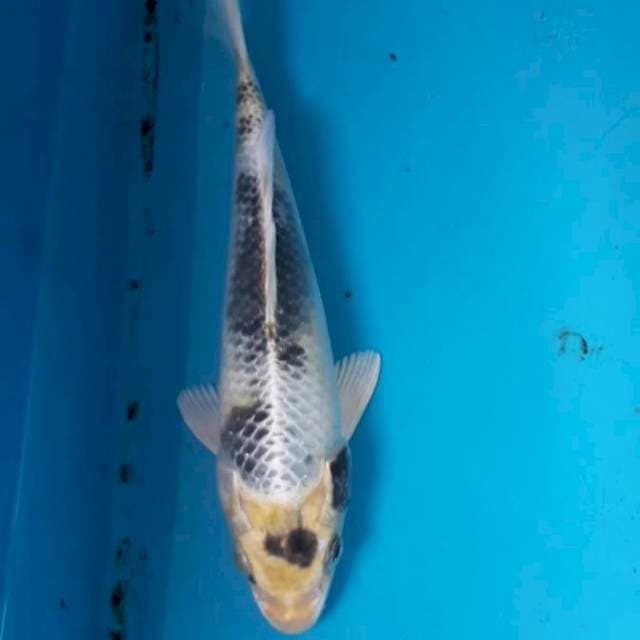 Kin 25 cm