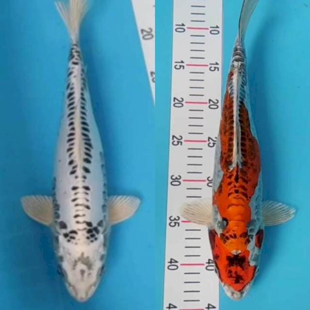 mik 32 & 38 cm