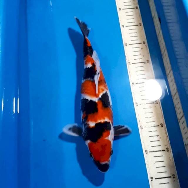 SHOWA 34 CM
