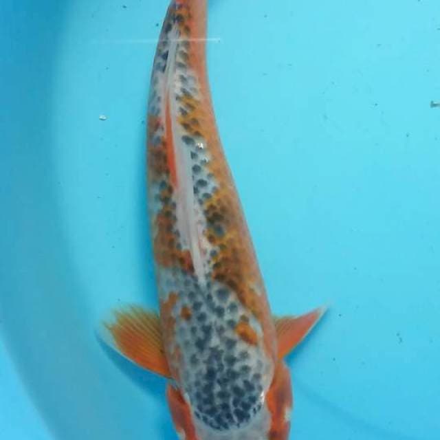 asagi 24 cm