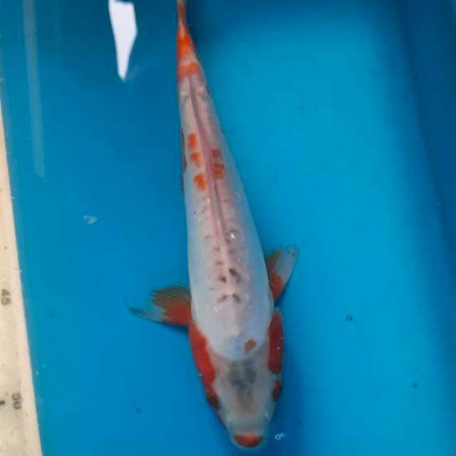Khosui 24cm