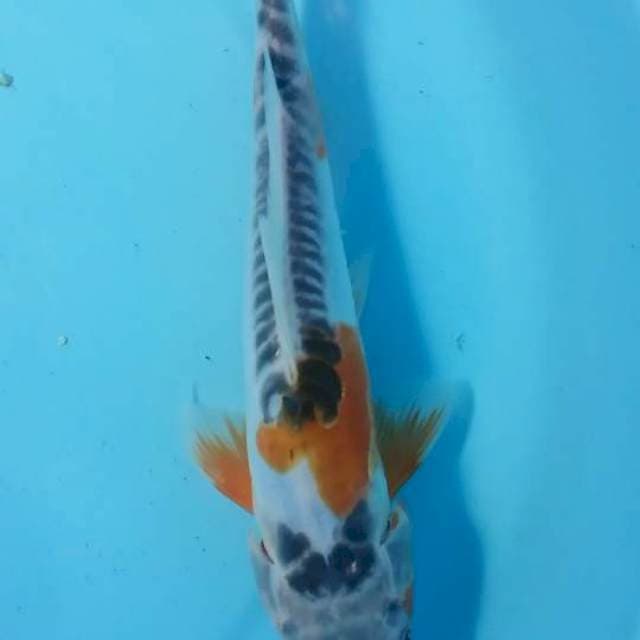 shusui 23 cm