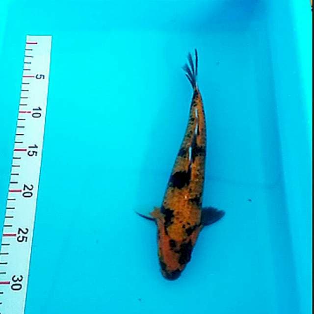 26.cm utsuri
