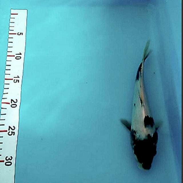 Shiro 24cm