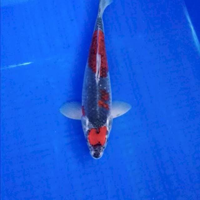 Red Goshiki 30cm