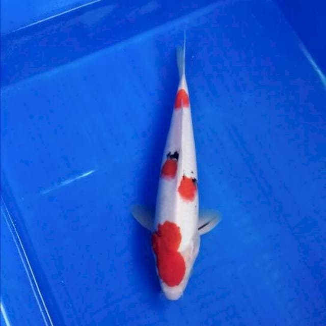 Sanke 30cm