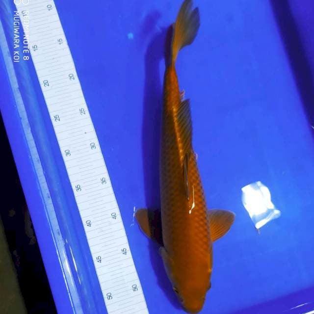 Chagoi tembaga 40cm