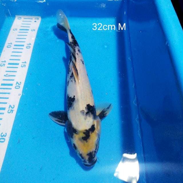 Siro 32cm male