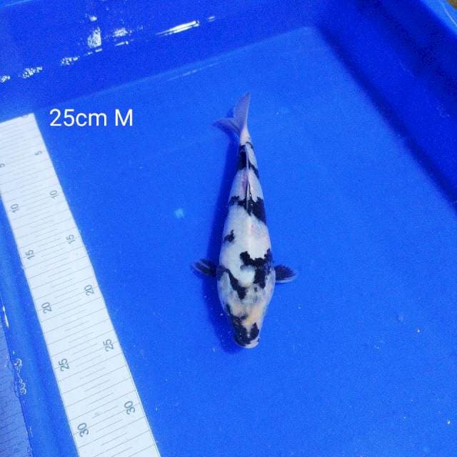 Siro 25cm male