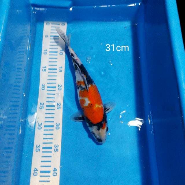 Showa 31cm