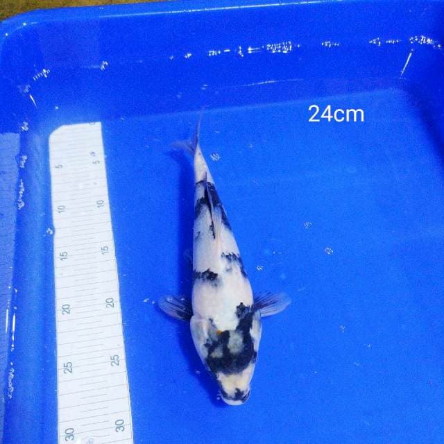 Siro 24cm