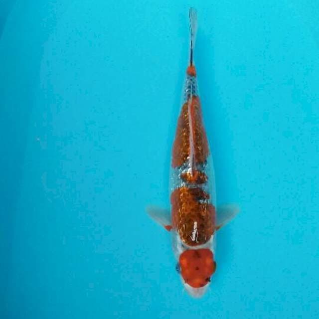 Maruten gosiki ori