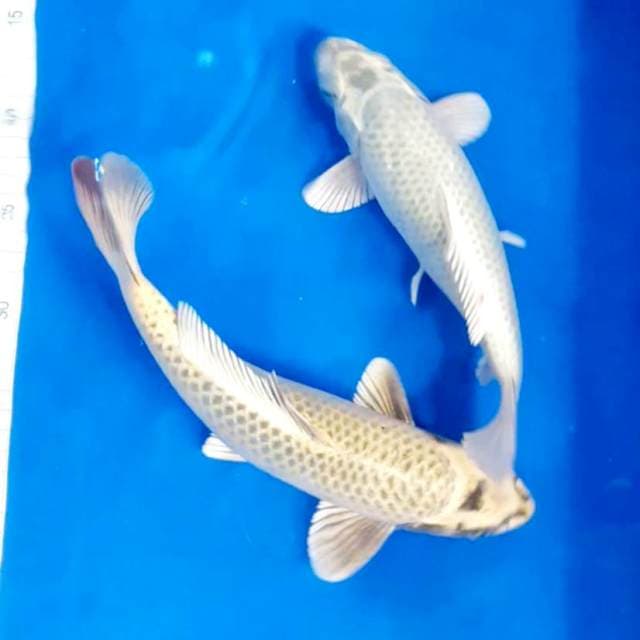 2mukasi 25-30cm