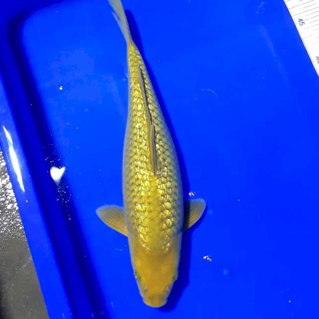 Midori bulky 32cm