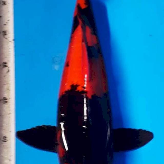 Hi Utsuri 35 juara 2 latber dewata koi klub
