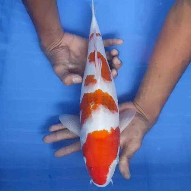 Ai goromo 38cm