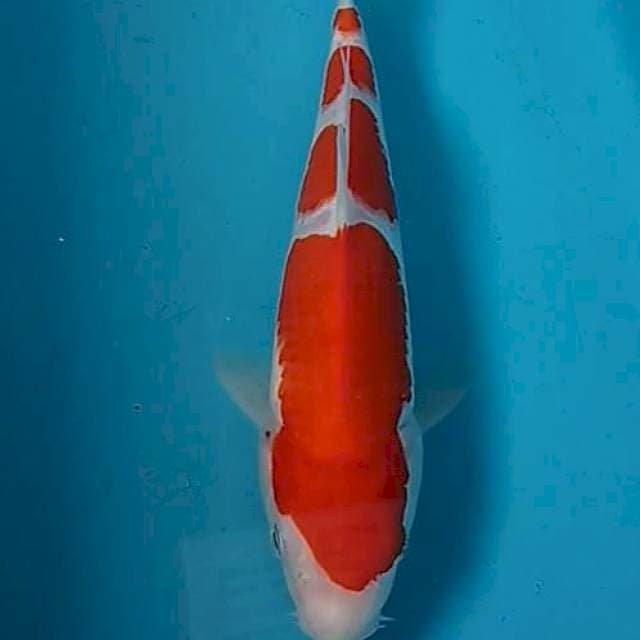 Kohaku 25bu