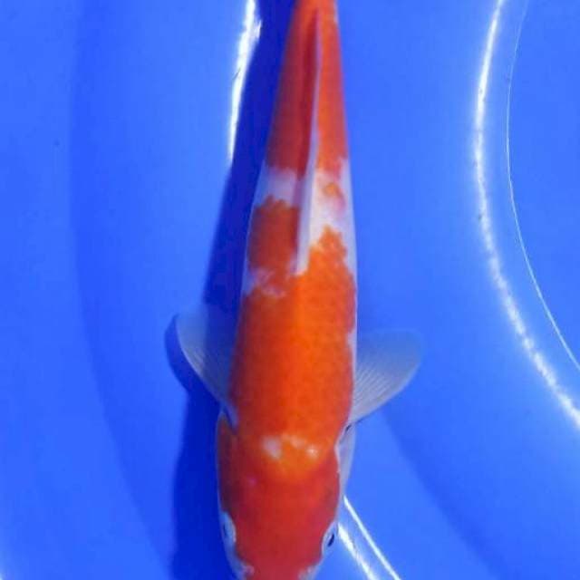 Kohaku matsue