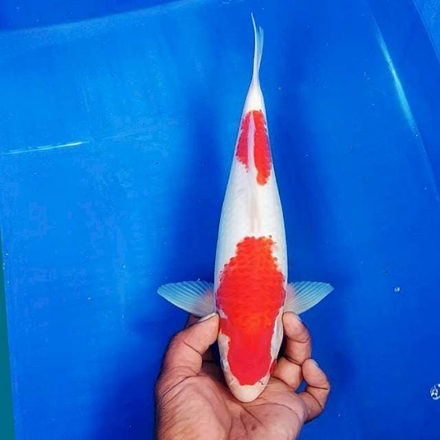 Nindan Kohaku 30cm