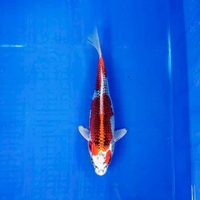 KUJAKU 29cm