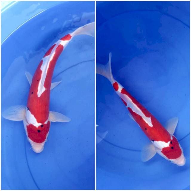 34cm, sanke doitsu merah strong