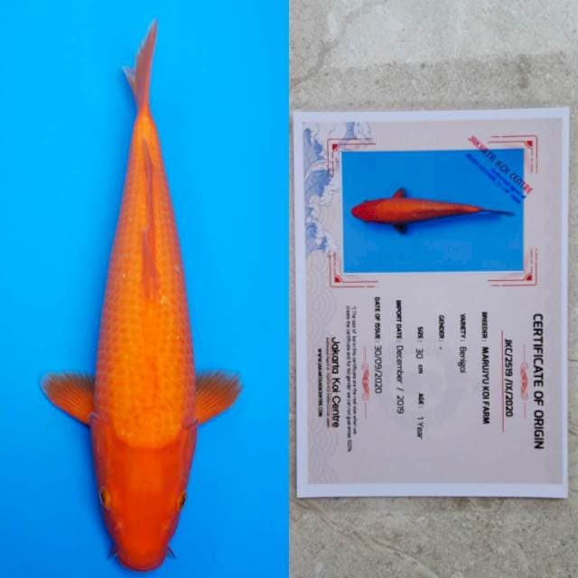marujyu benigoi 35cm serty