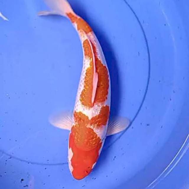Red Kohaku ginrin 37cm