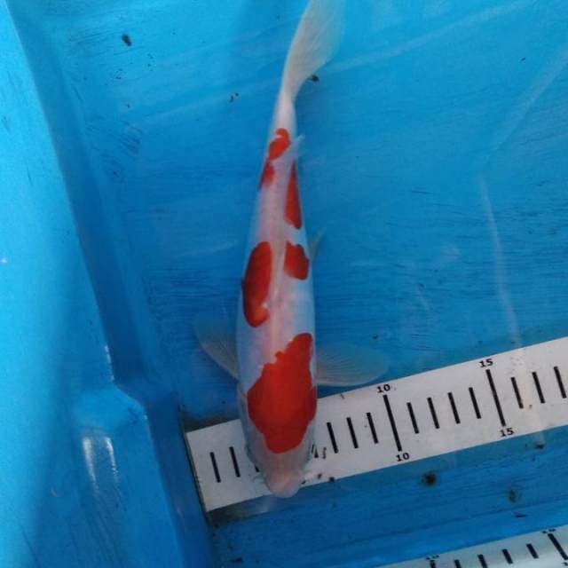 Kohaku 24cm