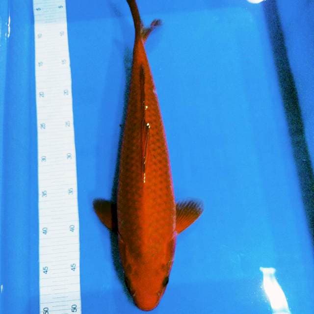 Chagoi tembaga 45cm