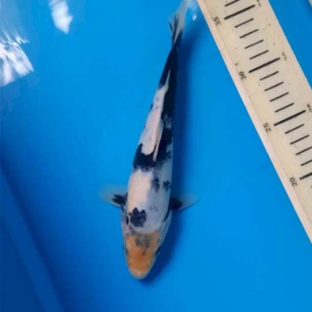 Siro 22cm hitam kelam 2