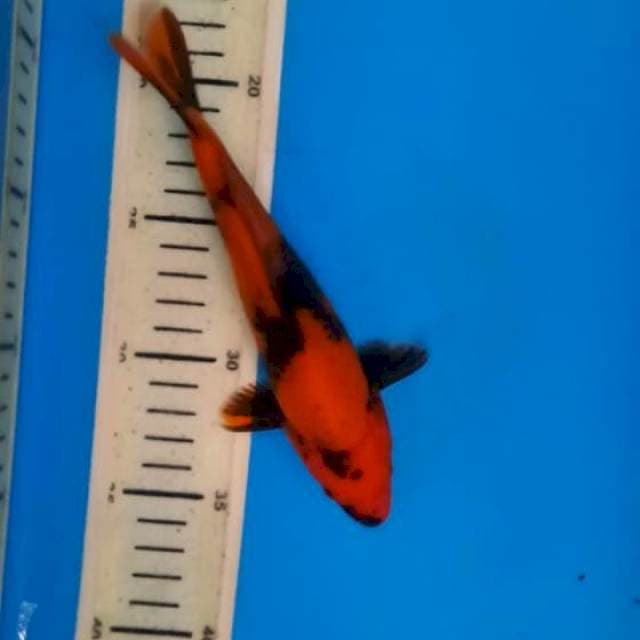 Utsuri ciamik 19cm