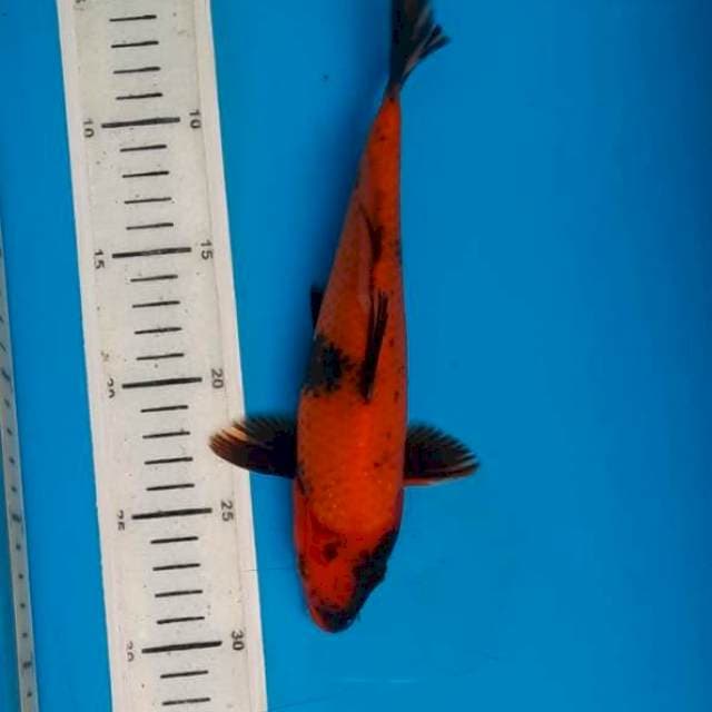 Utsuri ciamik 24cm
