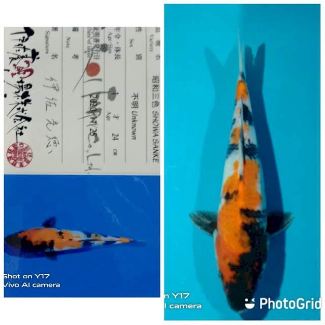 Showa new tosai jumbo