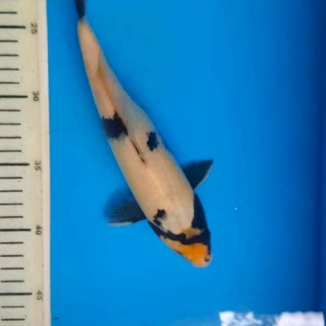 Siro 23cm hitam kelam