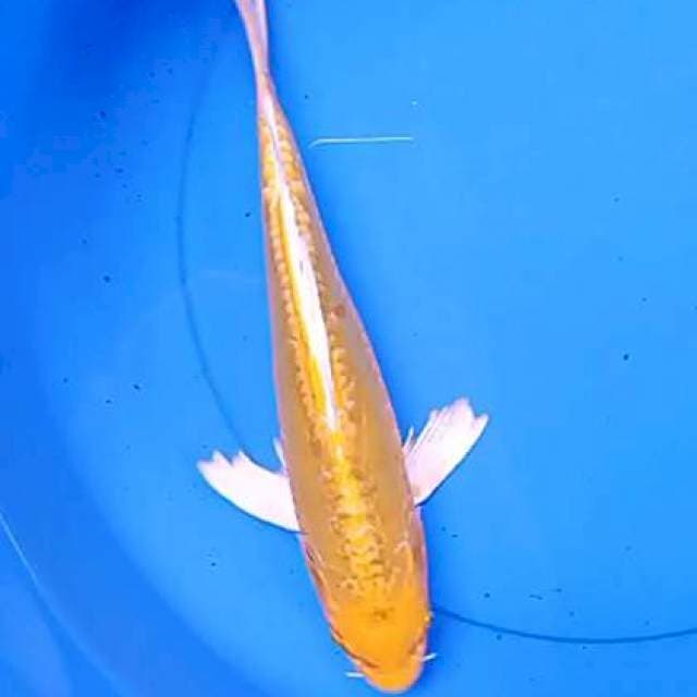 Kumpay gold kiko 33 cm