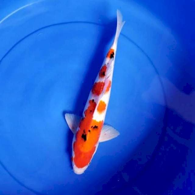 SANKE 37 CM MALE