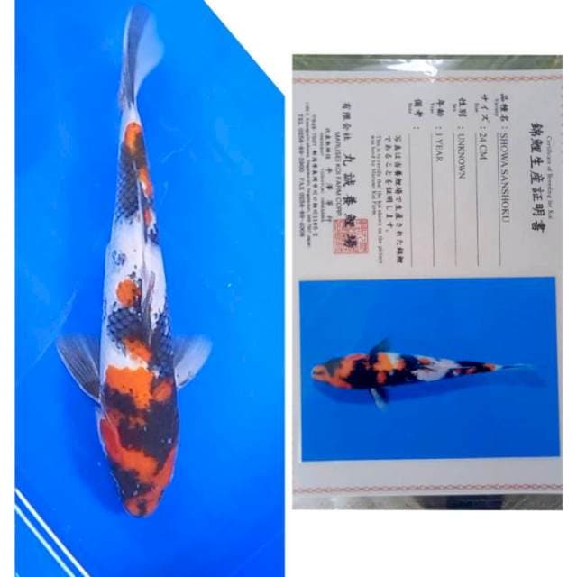 Showa Import Serti Marusei